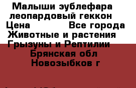 Малыши эублефара ( леопардовый геккон) › Цена ­ 1 500 - Все города Животные и растения » Грызуны и Рептилии   . Брянская обл.,Новозыбков г.